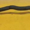 D_655798-MLM85554244073_062025-F.jpg Cable De Radiador De Agua Ford Ka 2003 2008